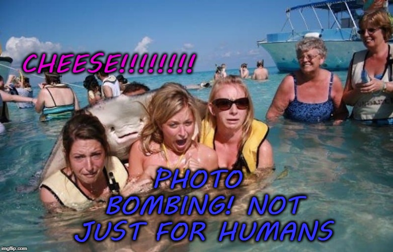 PHOTO BOMBING! NOT JUST FOR HUMANS; CHEESE!!!!!!!! | image tagged in photo bomb,animal,human,funny | made w/ Imgflip meme maker