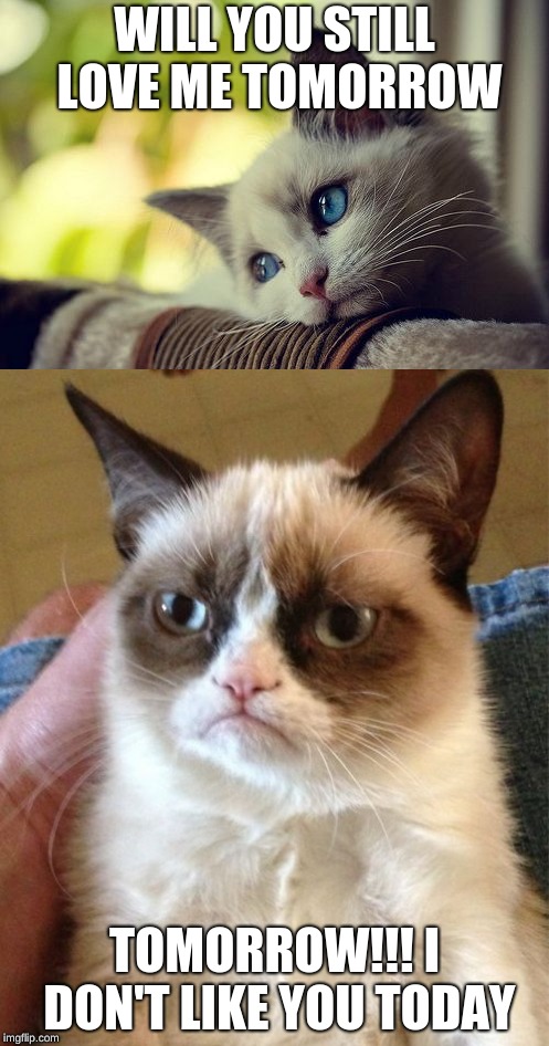 Will you love me tomorrow | WILL YOU STILL LOVE ME TOMORROW; TOMORROW!!! I DON'T LIKE YOU TODAY | image tagged in grumpy cat,sad cat | made w/ Imgflip meme maker