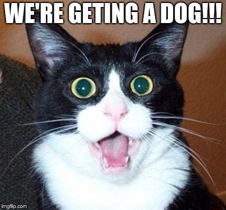 Surprised cat lol | WE'RE GETTING A DOG!!! | image tagged in surprised cat lol | made w/ Imgflip meme maker