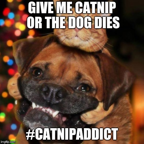 dogs an cats | GIVE ME CATNIP OR THE DOG DIES; #CATNIPADDICT | image tagged in dogs an cats | made w/ Imgflip meme maker