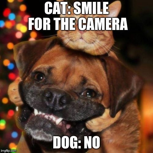 dogs an cats | CAT: SMILE FOR THE CAMERA; DOG: NO | image tagged in dogs an cats | made w/ Imgflip meme maker