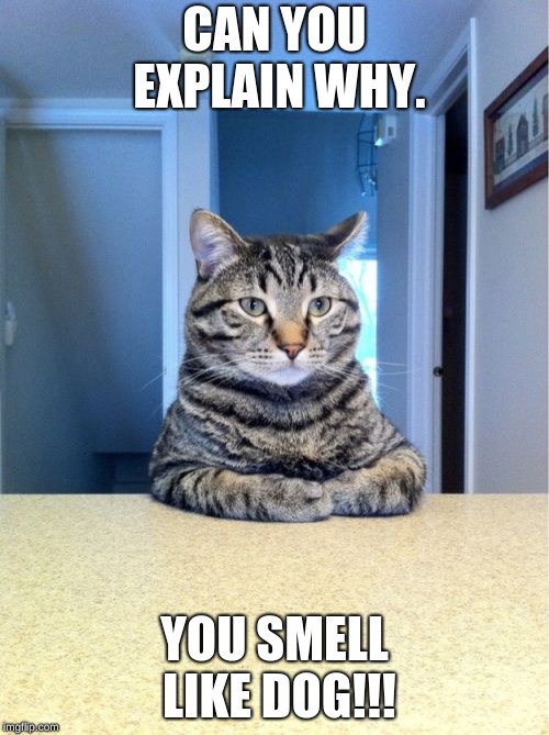 Take A Seat Cat | CAN YOU EXPLAIN WHY. YOU SMELL LIKE DOG!!! | image tagged in memes,take a seat cat | made w/ Imgflip meme maker