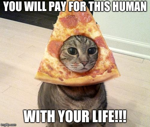 pizza cat | YOU WILL PAY FOR THIS HUMAN; WITH YOUR LIFE!!! | image tagged in pizza cat | made w/ Imgflip meme maker