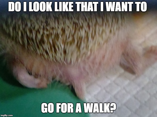 DO I LOOK LIKE THAT I WANT TO; GO FOR A WALK? | image tagged in hedgehog | made w/ Imgflip meme maker