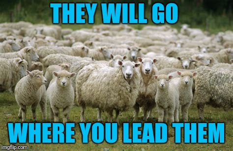 Some people don't question anything. | THEY WILL GO; WHERE YOU LEAD THEM | image tagged in sheep | made w/ Imgflip meme maker