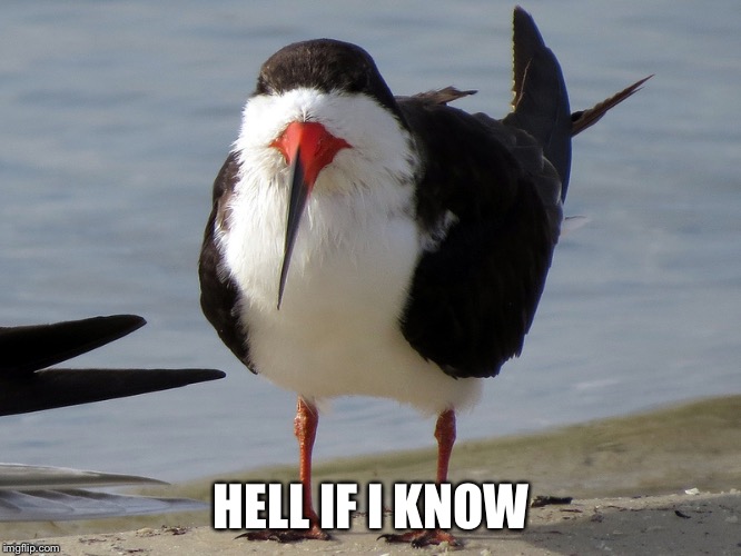 Even Less Popular Opinion Bird | HELL IF I KNOW | image tagged in even less popular opinion bird | made w/ Imgflip meme maker