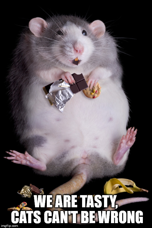 Mouse | WE ARE TASTY, CATS CAN'T BE WRONG | image tagged in mouse | made w/ Imgflip meme maker