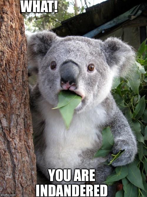 Surprised Koala | WHAT! YOU ARE INDANDERED | image tagged in memes,surprised koala | made w/ Imgflip meme maker