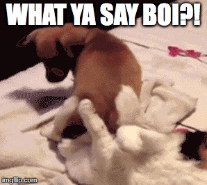 WHAT YA SAY BOI?! | image tagged in funny memes | made w/ Imgflip meme maker
