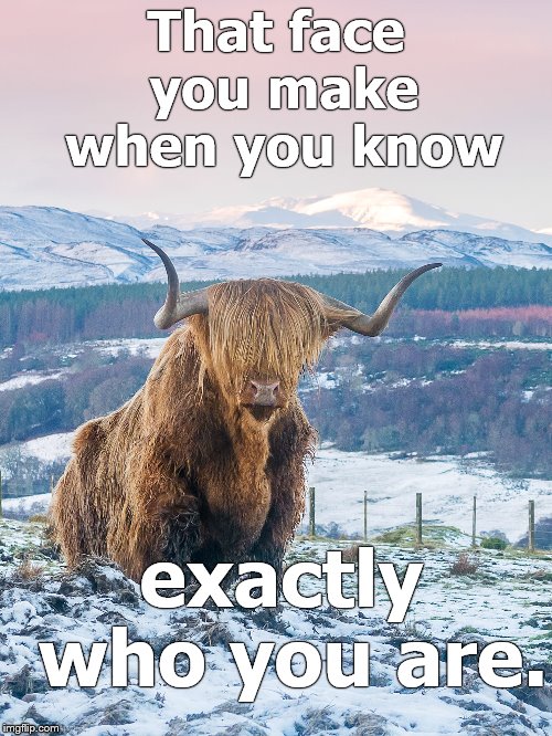 Self-confidence is bolstered by a stout pair of horns?  No doubt!  Image credit: #gordondohertyphotography used by permission.  | That face you make when you know; exactly who you are. | image tagged in gordondohertyphotography,will ya look at them horns harv,the land called scotland,used by permission,what a beastie,douglie | made w/ Imgflip meme maker