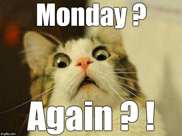 Scared Cat Meme | Monday ? Again ? ! | image tagged in memes,scared cat | made w/ Imgflip meme maker