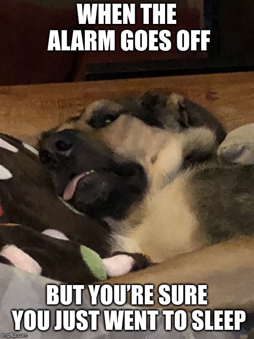 WHEN THE ALARM GOES OFF; BUT YOU’RE SURE YOU JUST WENT TO SLEEP | image tagged in auggie the doggie | made w/ Imgflip meme maker