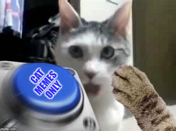 There should be a seperate stream just for cat memes. | CAT MEMES ONLY | image tagged in blank nut button,cat memes,new rules,politics,fun,reposts | made w/ Imgflip meme maker