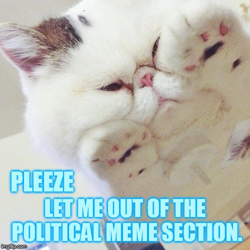 How Do I Get Out Of Here | PLEEZE; LET ME OUT OF THE POLITICAL MEME SECTION. | image tagged in memes,cat,get outta here,political meme,section,please | made w/ Imgflip meme maker