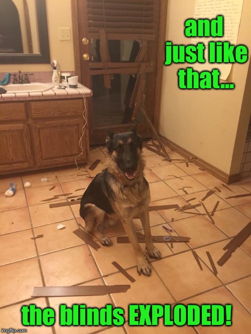 and just like that.... | and just like that... the blinds EXPLODED! | image tagged in dogs,funny,meme,it wasn't me,and just like that | made w/ Imgflip meme maker