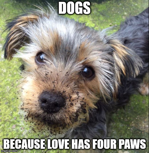 Wookie | DOGS; BECAUSE LOVE HAS FOUR PAWS | image tagged in wookie | made w/ Imgflip meme maker