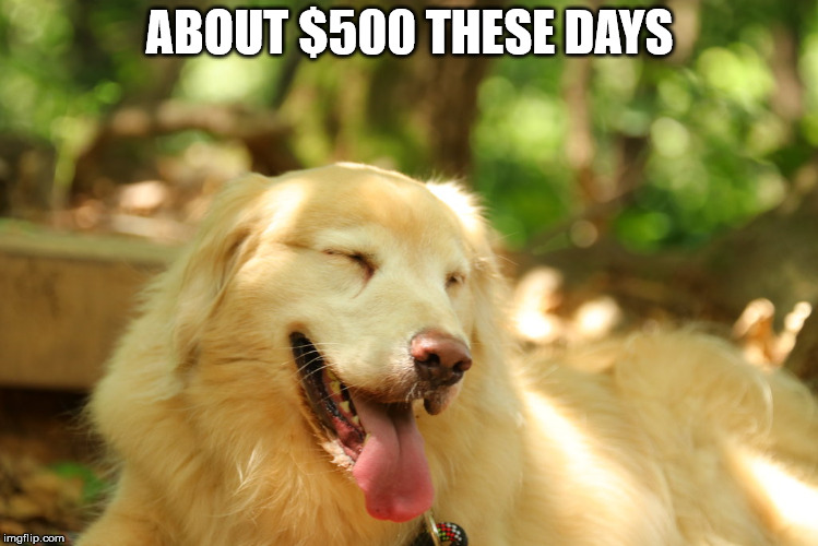 Dog laughing | ABOUT $500 THESE DAYS | image tagged in dog laughing | made w/ Imgflip meme maker