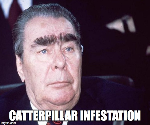 Caterpillar Infestation | CATTERPILLAR INFESTATION | image tagged in caterpillar infestation,leonid brezhnev,eyebrows,bushy eyebrows | made w/ Imgflip meme maker