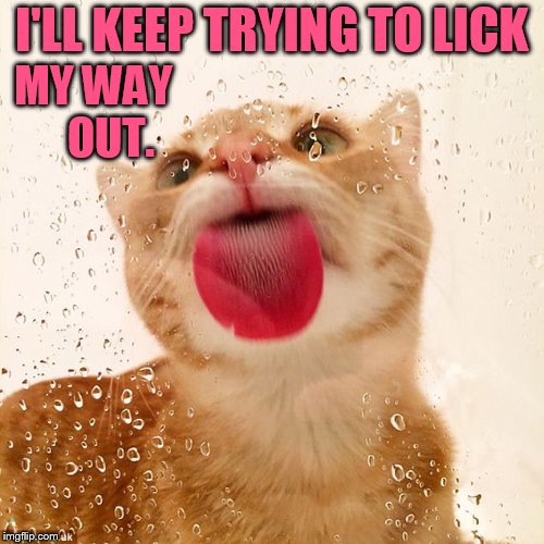 I'LL KEEP TRYING TO LICK MY WAY    OUT. | made w/ Imgflip meme maker