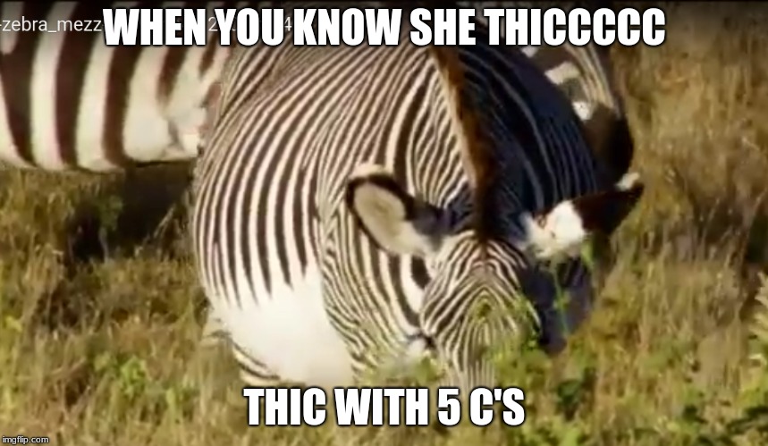 thicc
 | WHEN YOU KNOW SHE THICCCCC; THIC WITH 5 C'S | image tagged in thic,zebra | made w/ Imgflip meme maker