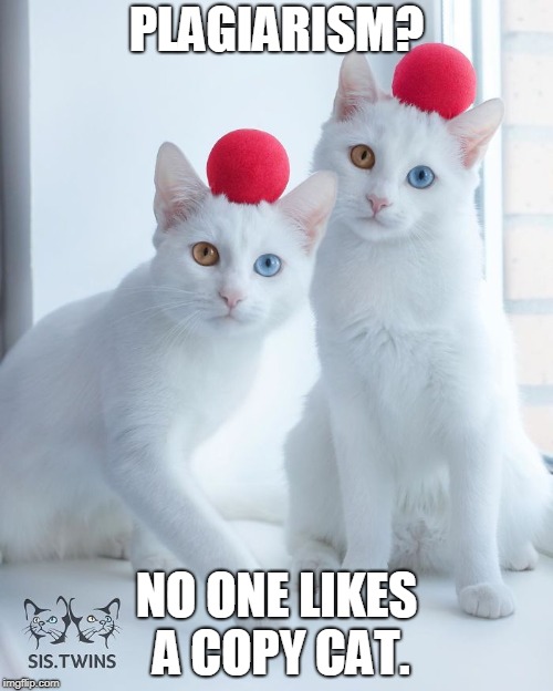 Copy Cats | PLAGIARISM? NO ONE LIKES A COPY CAT. | image tagged in cat memes | made w/ Imgflip meme maker