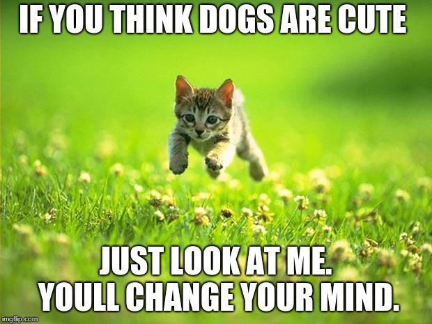 Every time I smile God Kills a Kitten |  IF YOU THINK DOGS ARE CUTE; JUST LOOK AT ME. YOULL CHANGE YOUR MIND. | image tagged in every time i smile god kills a kitten | made w/ Imgflip meme maker
