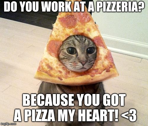 Pizza My Love | DO YOU WORK AT A PIZZERIA? BECAUSE YOU GOT A PIZZA MY HEART! <3 | image tagged in pizza cat,cats,memes,food,love,hook up lines | made w/ Imgflip meme maker