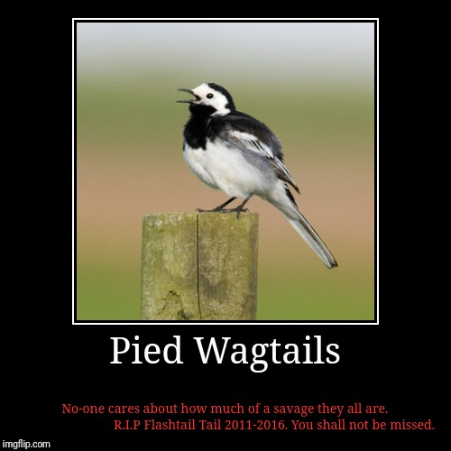 R.I.P My Avian friend...  No one knew them but me. But seriously though...  These birds are S A V A G E!  | image tagged in funny,demotivationals,pied wagtail,rip | made w/ Imgflip demotivational maker