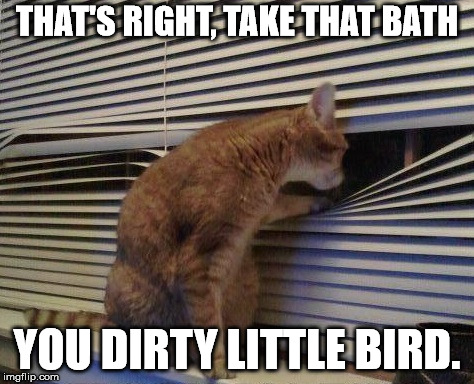 THAT'S RIGHT, TAKE THAT BATH; YOU DIRTY LITTLE BIRD. | image tagged in cat looking out blinds,funnny | made w/ Imgflip meme maker