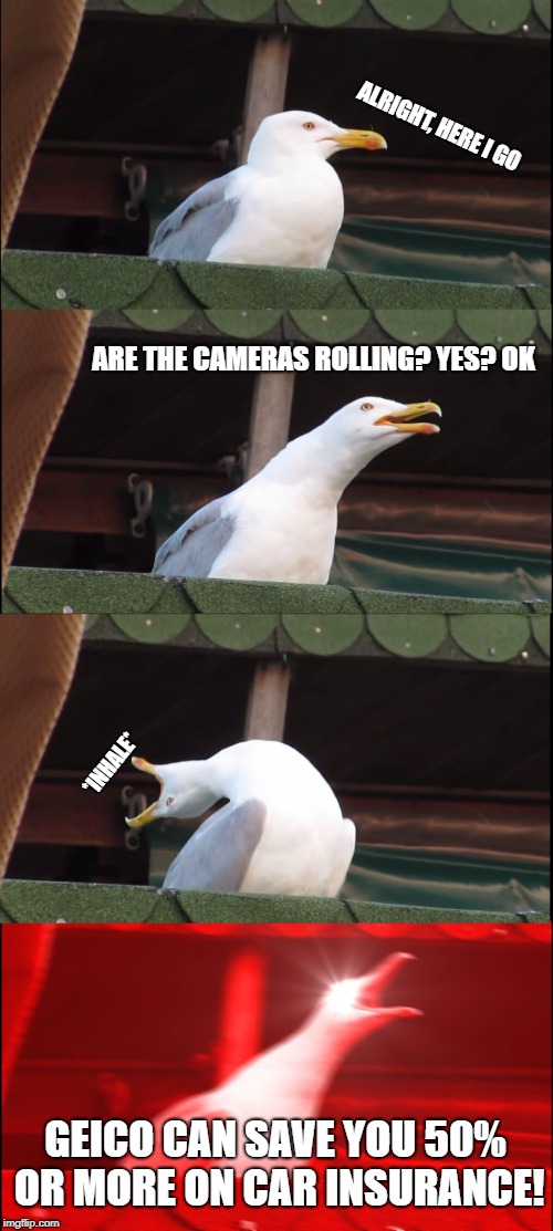 Inhaling Seagull | ALRIGHT, HERE I GO; ARE THE CAMERAS ROLLING?
YES? OK; *INHALE*; GEICO CAN SAVE YOU 50% OR MORE ON CAR INSURANCE! | image tagged in memes,inhaling seagull | made w/ Imgflip meme maker