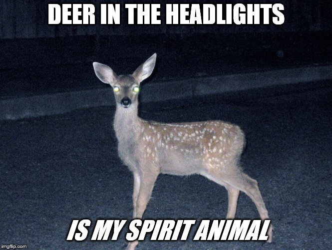 Deer in the Headlights | DEER IN THE HEADLIGHTS; IS MY SPIRIT ANIMAL | image tagged in deer in headlights,spirit animal | made w/ Imgflip meme maker