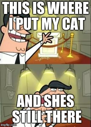 This Is Where I'd Put My Trophy If I Had One Meme | THIS IS WHERE I PUT MY CAT; AND SHES STILL THERE | image tagged in memes,this is where i'd put my trophy if i had one | made w/ Imgflip meme maker