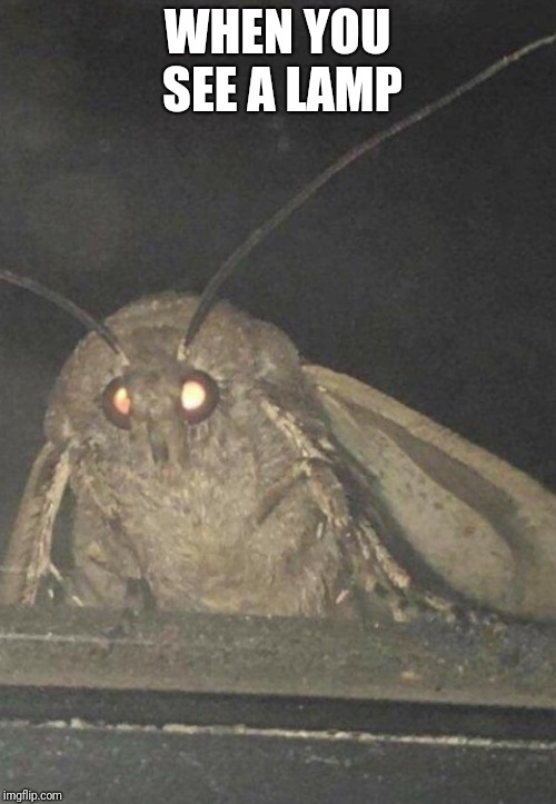 Moth | WHEN YOU SEE A LAMP | image tagged in moth | made w/ Imgflip meme maker