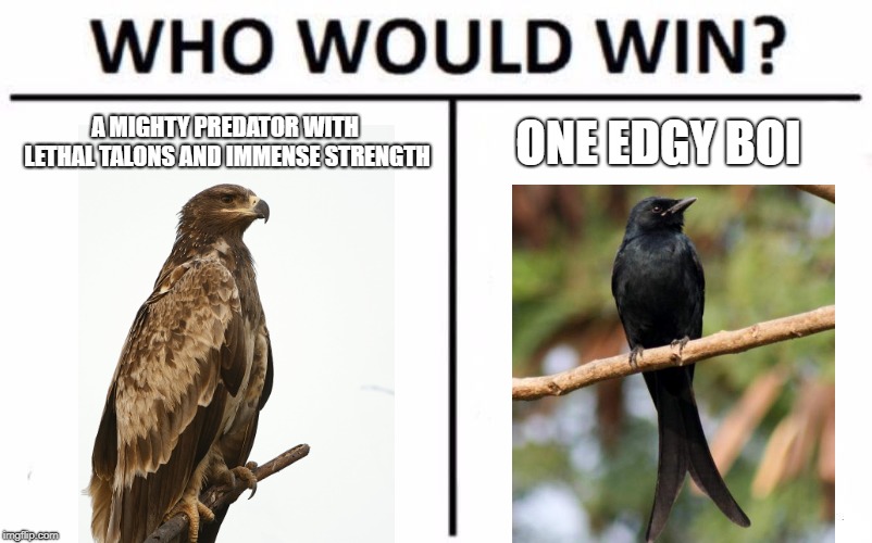 Who Would Win? Meme | A MIGHTY PREDATOR WITH LETHAL TALONS AND IMMENSE STRENGTH; ONE EDGY BOI | image tagged in memes,who would win | made w/ Imgflip meme maker