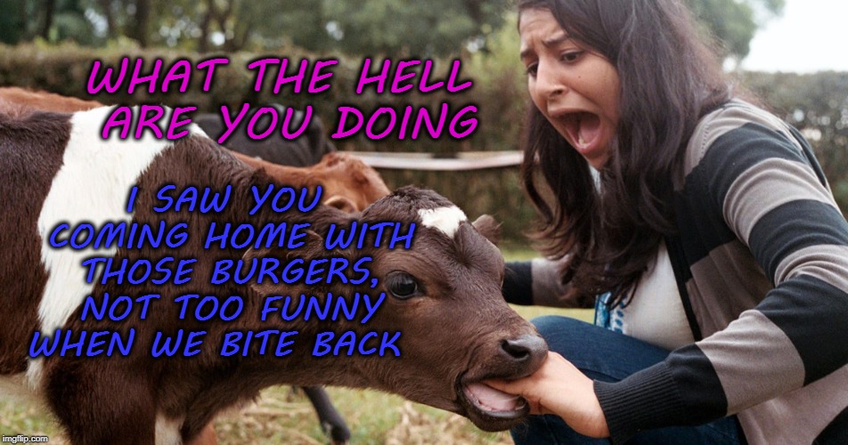I SAW YOU COMING HOME WITH THOSE BURGERS, NOT TOO FUNNY WHEN WE BITE BACK; WHAT THE HELL ARE YOU DOING | image tagged in burgers,cow,funny,meme,bite | made w/ Imgflip meme maker