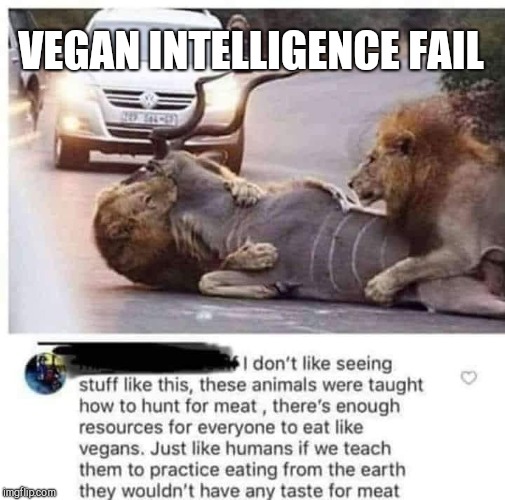 VEGAN INTELLIGENCE FAIL | image tagged in teach your lions well,vegans,stupidity | made w/ Imgflip meme maker