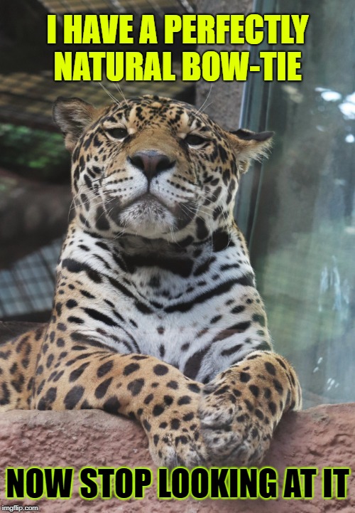 I don't know if this is a Leopard or Jaguar | I HAVE A PERFECTLY NATURAL BOW-TIE; NOW STOP LOOKING AT IT | image tagged in cats,memes,big cats,jaguar,leopard,repost | made w/ Imgflip meme maker