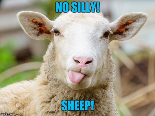 NO SILLY! SHEEP! | made w/ Imgflip meme maker