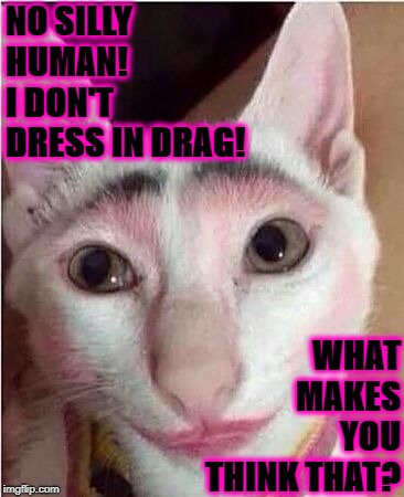 NO SILLY HUMAN! I DON'T DRESS IN DRAG! WHAT MAKES YOU THINK THAT? | image tagged in drag cat | made w/ Imgflip meme maker