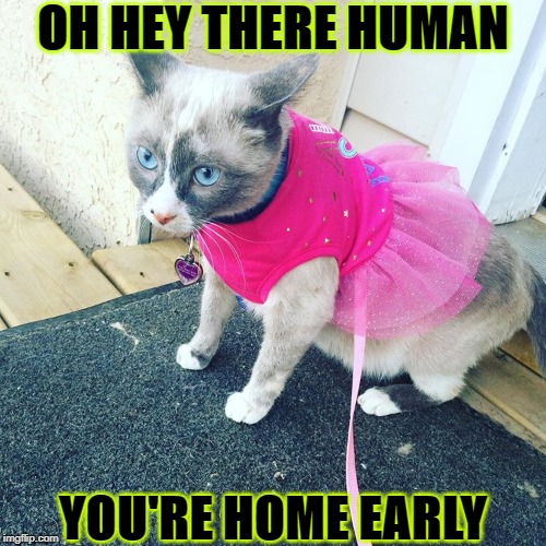 OH HEY THERE HUMAN; YOU'RE HOME EARLY | image tagged in home early | made w/ Imgflip meme maker