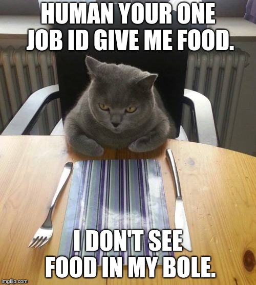 hungry cat |  HUMAN YOUR ONE JOB ID GIVE ME FOOD. I DON'T SEE FOOD IN MY BOLE. | image tagged in hungry cat | made w/ Imgflip meme maker