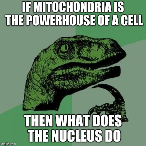 Philosoraptor Meme | IF MITOCHONDRIA IS THE POWERHOUSE OF A CELL; THEN WHAT DOES THE NUCLEUS DO | image tagged in memes,philosoraptor | made w/ Imgflip meme maker