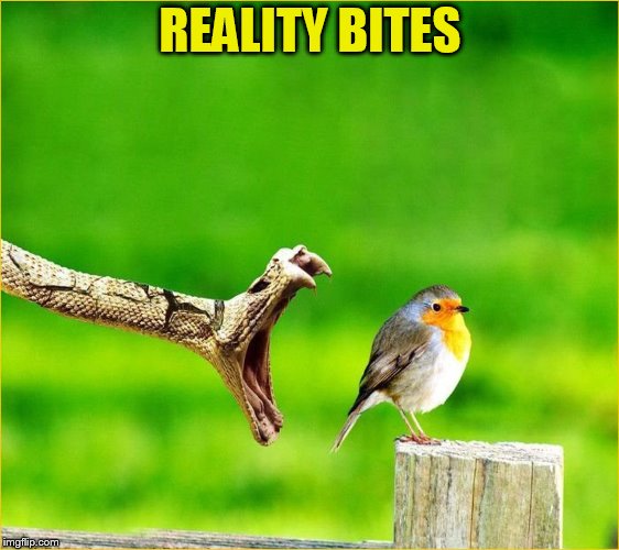 Snake Reality Bites | REALITY BITES | image tagged in snake reality bites | made w/ Imgflip meme maker