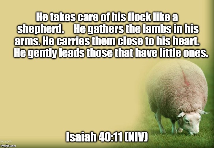 He takes care of his flock like a shepherd.
    He gathers the lambs in his arms.
He carries them close to his heart.
    He gently leads those that have little ones. Isaiah 40:11 (NIV) | made w/ Imgflip meme maker