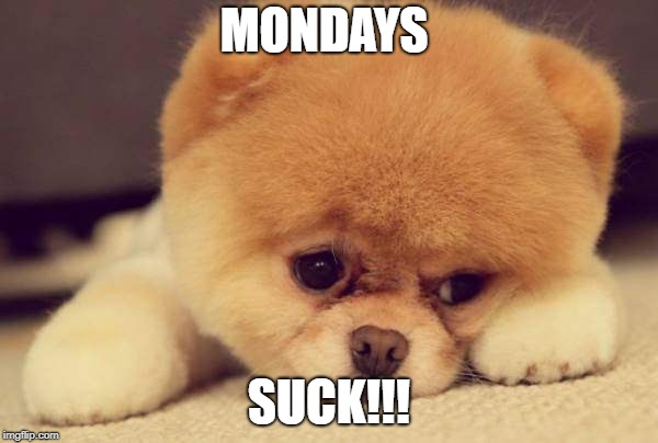 MONDAYS; SUCK!!! | image tagged in kylee | made w/ Imgflip meme maker