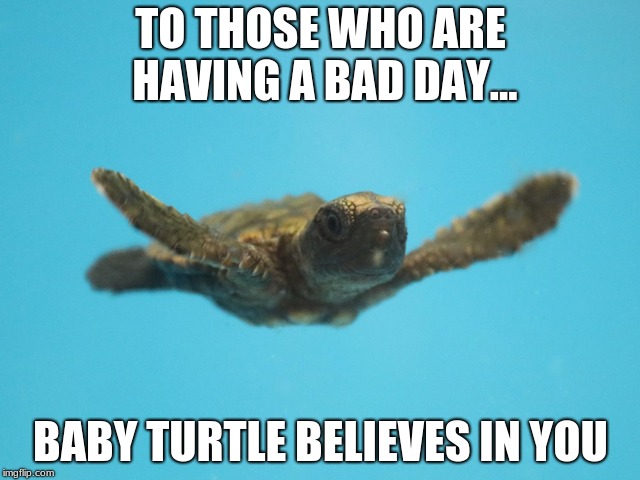 Keep going | TO THOSE WHO ARE HAVING A BAD DAY... BABY TURTLE BELIEVES IN YOU | image tagged in keep going | made w/ Imgflip meme maker