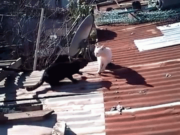 Cats On A Hot Tin Roof