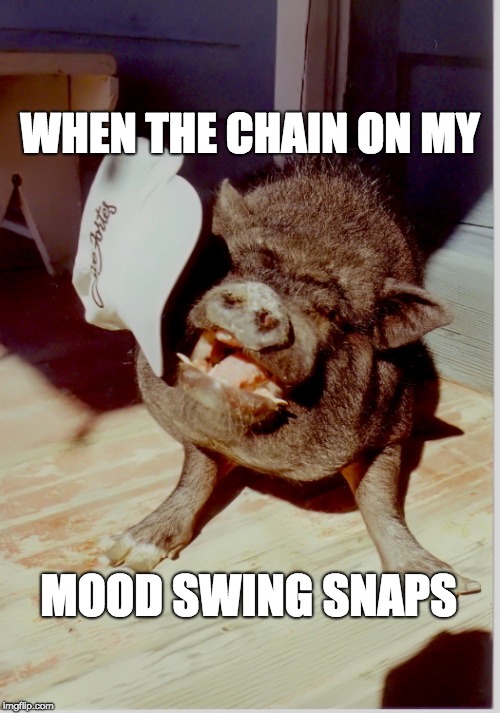 Wild Boar | WHEN THE CHAIN ON MY; MOOD SWING SNAPS | image tagged in wild boar | made w/ Imgflip meme maker
