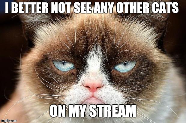 Grumpy Cat Not Amused Meme | I BETTER NOT SEE ANY OTHER CATS; ON MY STREAM | image tagged in memes,grumpy cat not amused,grumpy cat | made w/ Imgflip meme maker