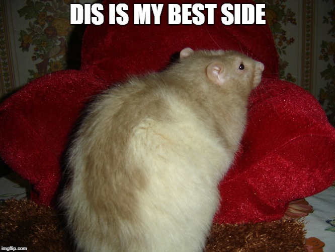 DIS IS MY BEST SIDE | made w/ Imgflip meme maker